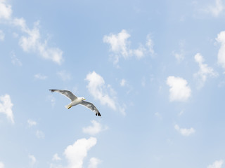 Fototapeta na wymiar The seagull is flying along the blue sky, on which small white clouds