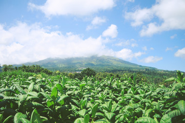 Tobacco Field