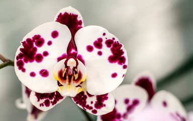 A bamboo orchid flower