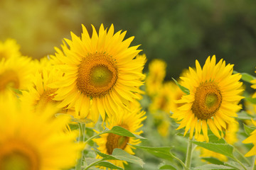 beautiful of Sunflower blooming in Sunflowers garden