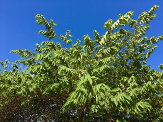 fresh green flacourtia rukam leaves in nature garden