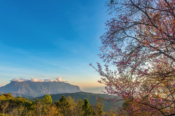 pink cherry on top of mountain with sunrise at Doi Luang Chiang Dao, ChiangMai Thailand