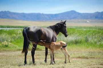 A young horse with a foal.