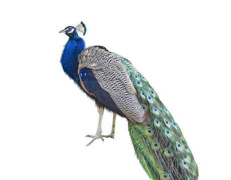 Fototapeta The peacock