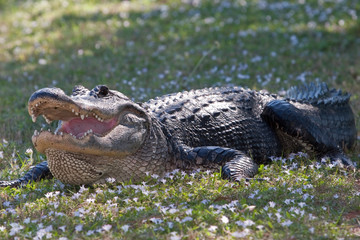 Wild alligator