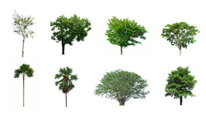 Collection trees on white background of isolated
