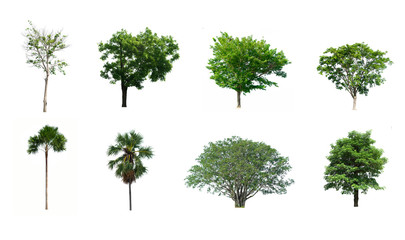 Fototapeta premium Collection trees on white background of isolated 