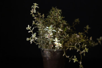 thyme in the pot