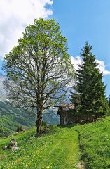House path and trees in the Alps