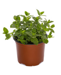 Naklejka premium Bush of Moroccan mint in a pot on a white background