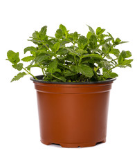 Bush of Moroccan mint in a pot on a white background