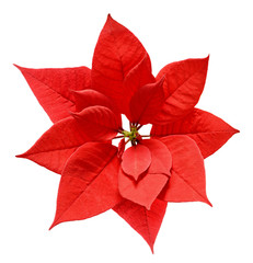 Red Christmas poinsettia flower