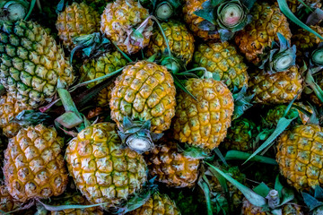 Fresh tropical pineapples