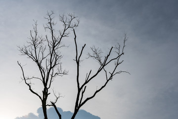 Silhouette of dying tree with overcast sky background.