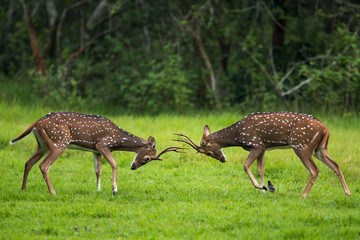 Spotted Deers Sparring At Nagarhole National Park Karnataka India