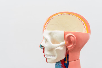 Close-up of Internal organs dummy on white background. Human anatomy model. Bones of the Skull.