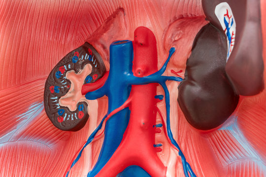 Close-up of Internal organs dummy on white background. Human anatomy model. Internal Anatomy of the Kidneys.