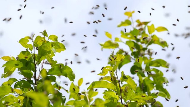 Swarming of the bees. Bees fly and sit on the apple tree.