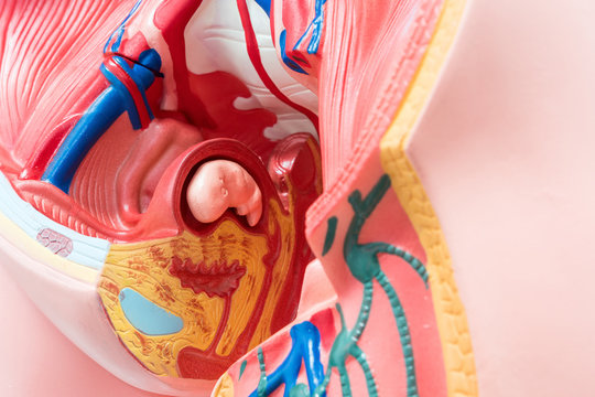 Close-up of Internal organs dummy on white background. Human anatomy model. Female reproductive system.