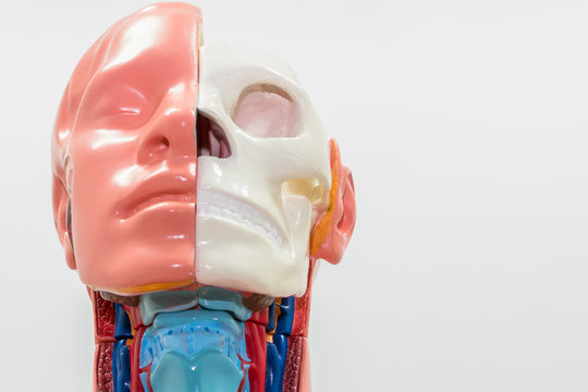 Close-up of Internal organs dummy on white background. Human anatomy model. Bones of the Skull.