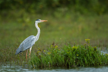 Grey Heron in Beautiful Landscape at Nagarhole National Park Karnataka India