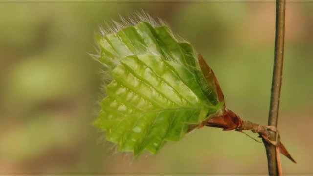 Timelapse of beech leaf opening. 