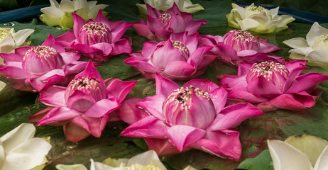 Beautiful pink and white lotus flowers in water bowl.