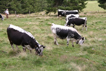 Vaches