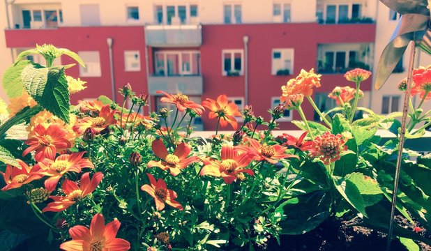 Blumen auf Balkon mit Blick in Hof