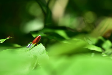 新緑の葉に止まるトンボ