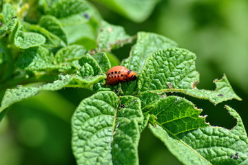 green leaf potato is infected with the larvae of the Colorado potato beetle