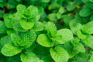 Green peppermint leaves,Closeup of fresh mints leaves texture or abstract background © ณัฐวุฒิ เงินสันเทียะ