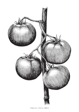 12,813 BEST Tomato Plant Drawing IMAGES, STOCK PHOTOS & VECTORS | Adobe