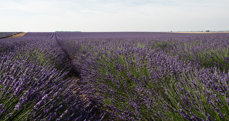 Fototapeta premium Campo di lavanda fiorita in Provenza, Francia