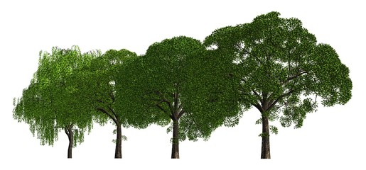 Group of trees isolated on white 3d illustration