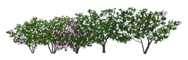 Group of trees isolated on white 3d illustration