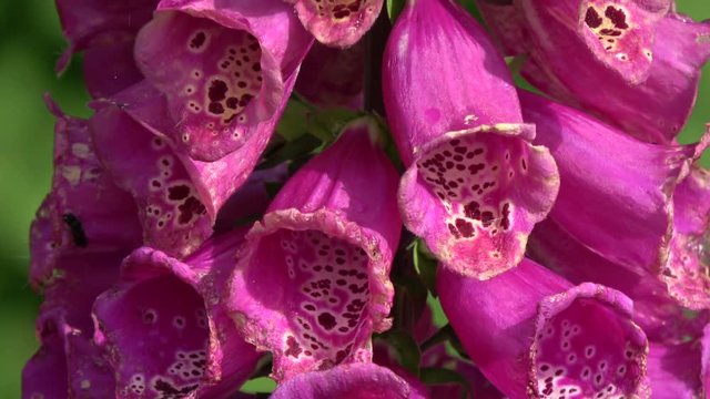 Beautiful summer foxglove flowers blossoms in garden