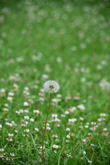 シロツメクサの草原とタンポポの綿毛