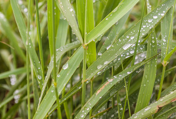 Drops on the grass