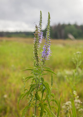 Bunch of Veronica spicata