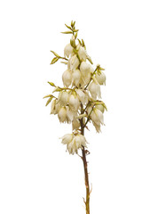 Blossoms of a yucca  (Yucca filamentosa) - obrazy, fototapety, plakaty