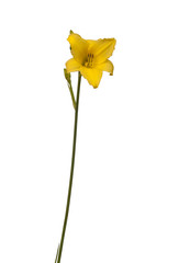 Yellow Daylily (hemerocallis)   isolated.