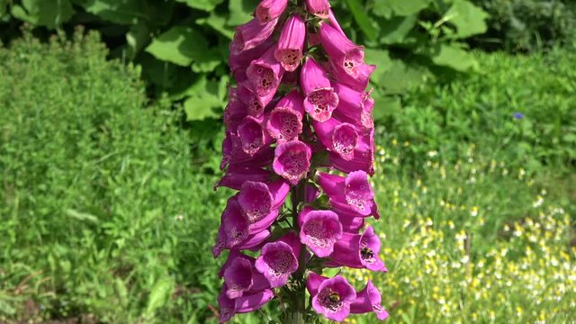 Two bumblebee on beautiful summer foxglove flowers blossoms in garden
