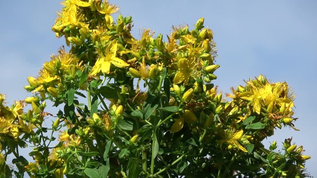 Rotating on blue sky background beautiful medical St. Johns wort tutsan flowers