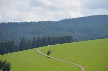Fototapeta na wymiar Schwarzwald