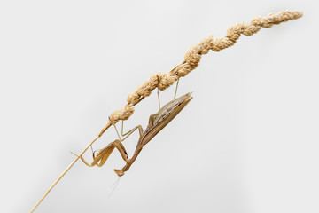Fototapeta premium MANTIS RELIGIOSA