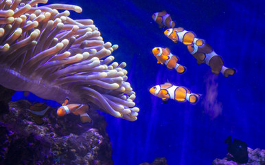 Tropical fish Clownfish