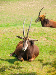 Naklejka na ściany i meble Female Sable antelope, Hippotragus niger, lying down in savanna, Kenya, Africa