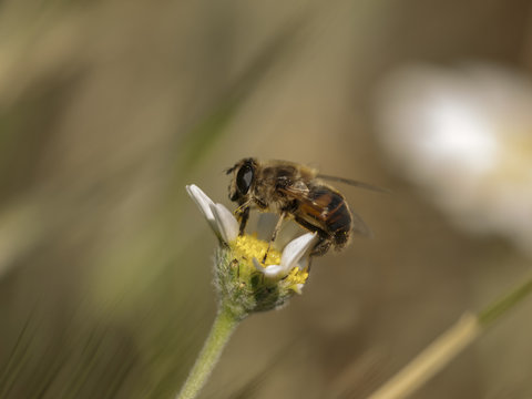MOSCA ERISTALIS TENAX