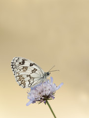 Mariposa melanargia lachessis